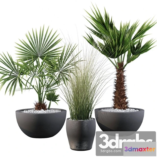 1063878 - Plants collection 083