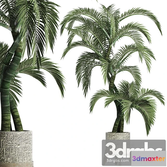 1063882 - Plants collection 162 egyptian palm