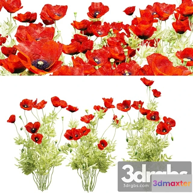 1063896 - Poppy field