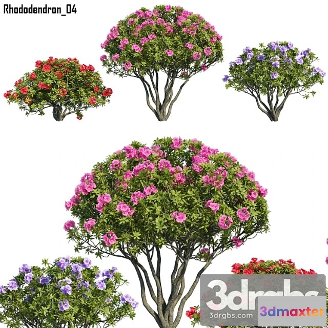 1063910 - Rhododendron 04
