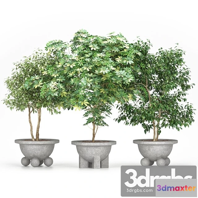 1063930 - Schefflera + ficus benjamina (schefflera + ficus benjamina)