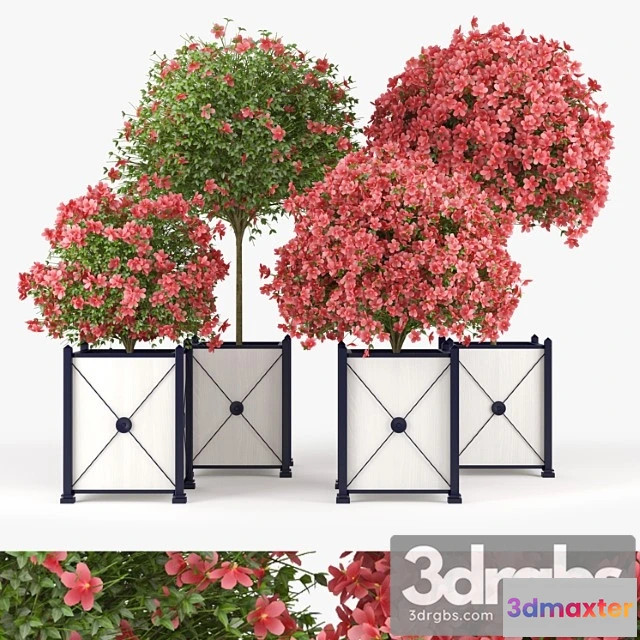 1063934 - Seminole pink hibiscus