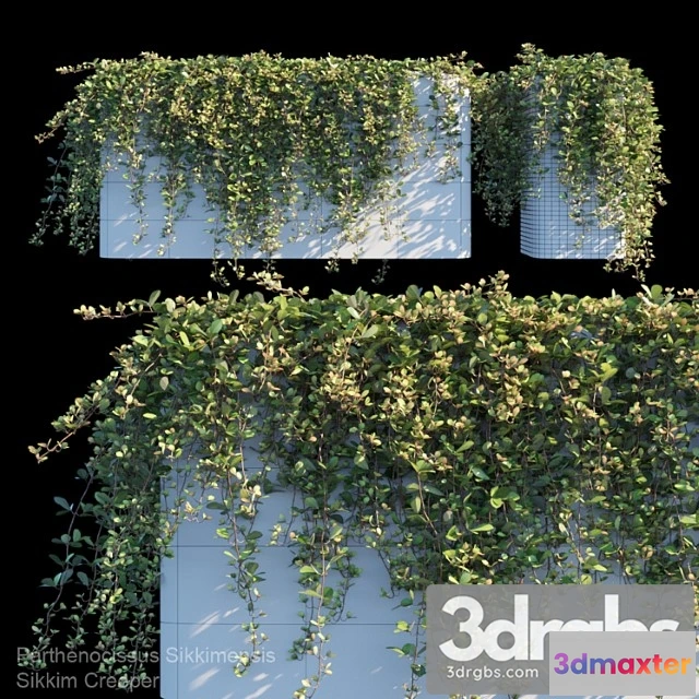 1063952 - Sikkim creeper