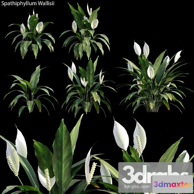 1063954 - Spathiphyllum wallisii 01