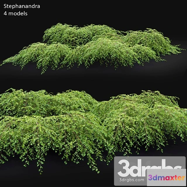 1063960 - Stephanandra