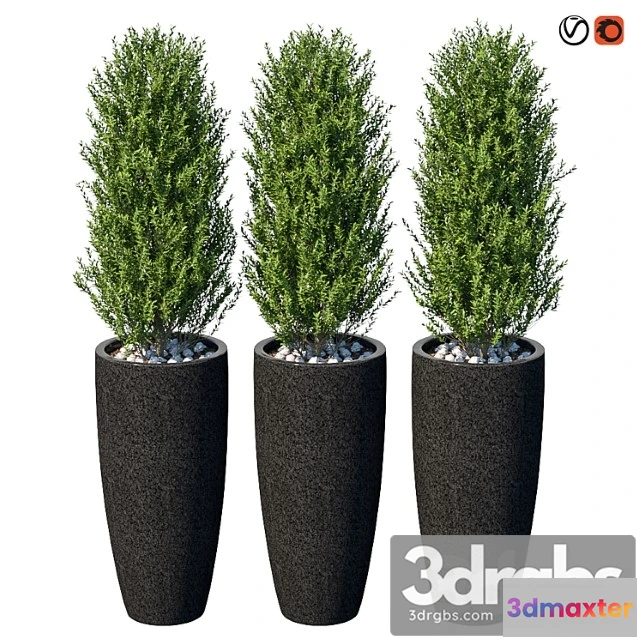 1063964 - Street bushes in pots vi