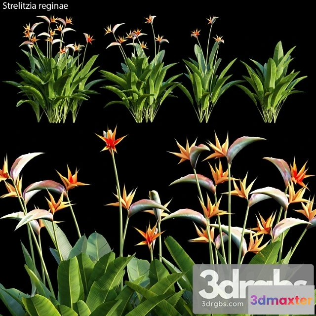 1063966 - Strelitzia reginae 01