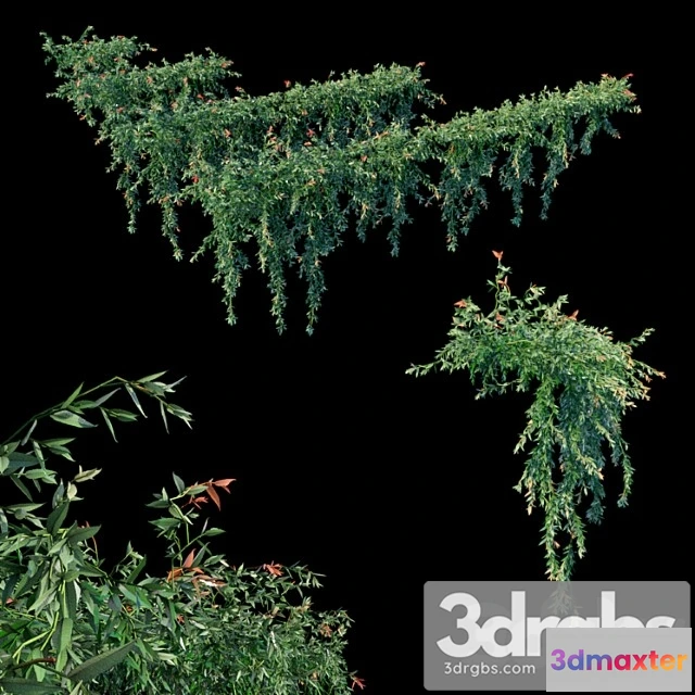 1063982 - Trailing ivy - No.2