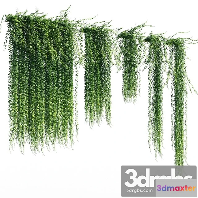 1063996 - Vernonia elliptica