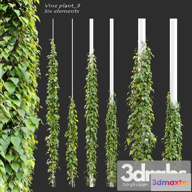 1064000 - Vine plant 3