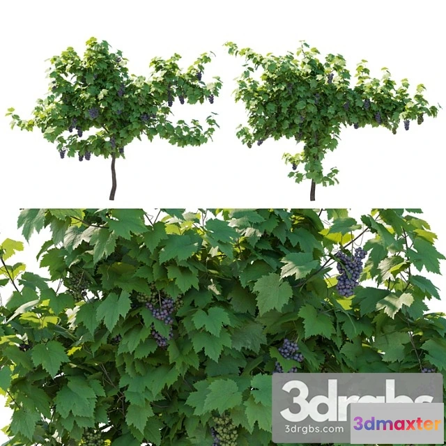 1064002 - Vines grapes fruits