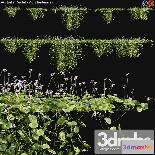 1064006 - Viola hederacea -australian native violet - 02