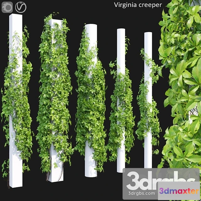 1064010 - Virginia creeper 5 - No.2