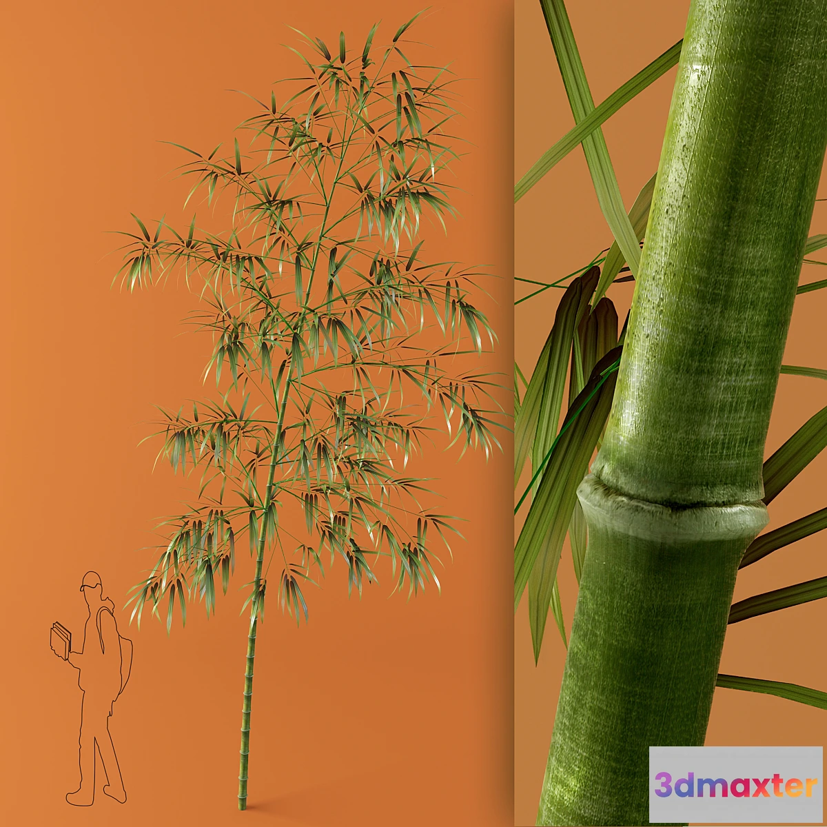 1267363 - bamboo - No.2 3D Max