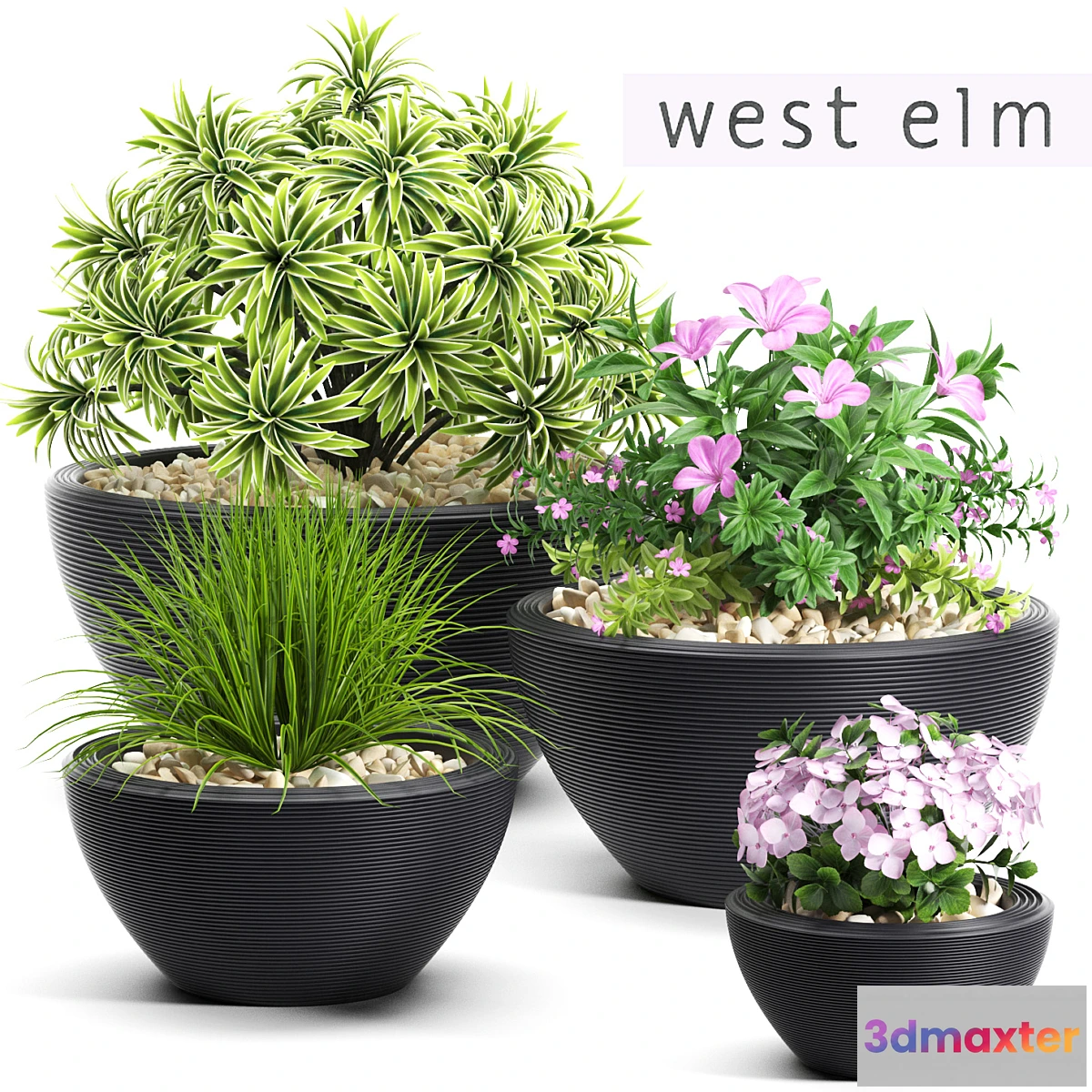 1276876 - PLANTS 54 3D Max