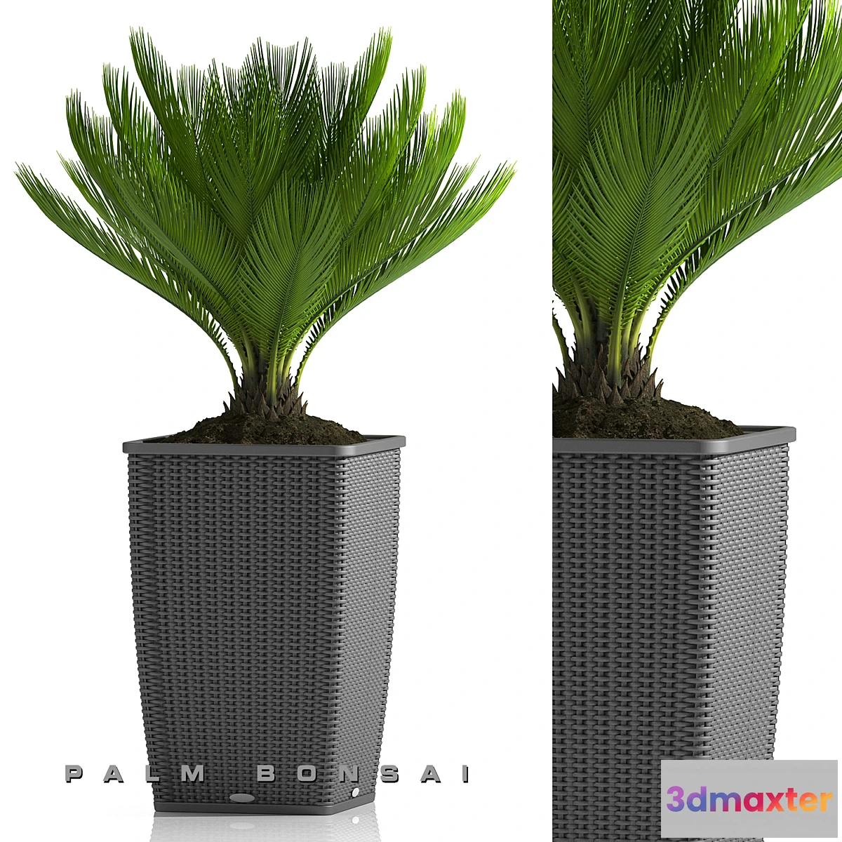 1278244 - PALM BONSAI PLANTS 26 3D Max