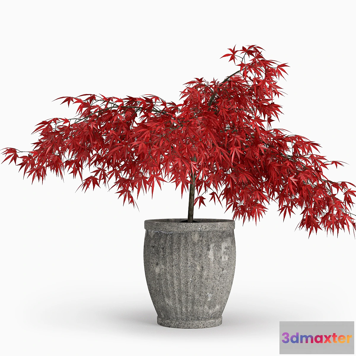 1279458 - Japanese Maple (Lat. Ácer japónicum) 3D Max