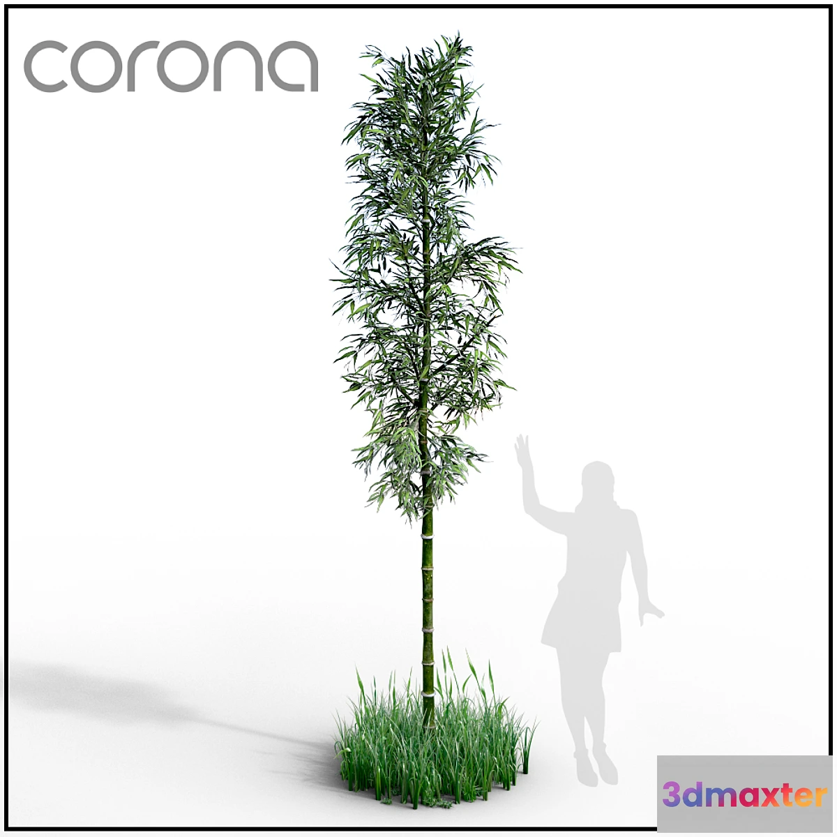 1281304 - Bamboo - No.3 3D Max