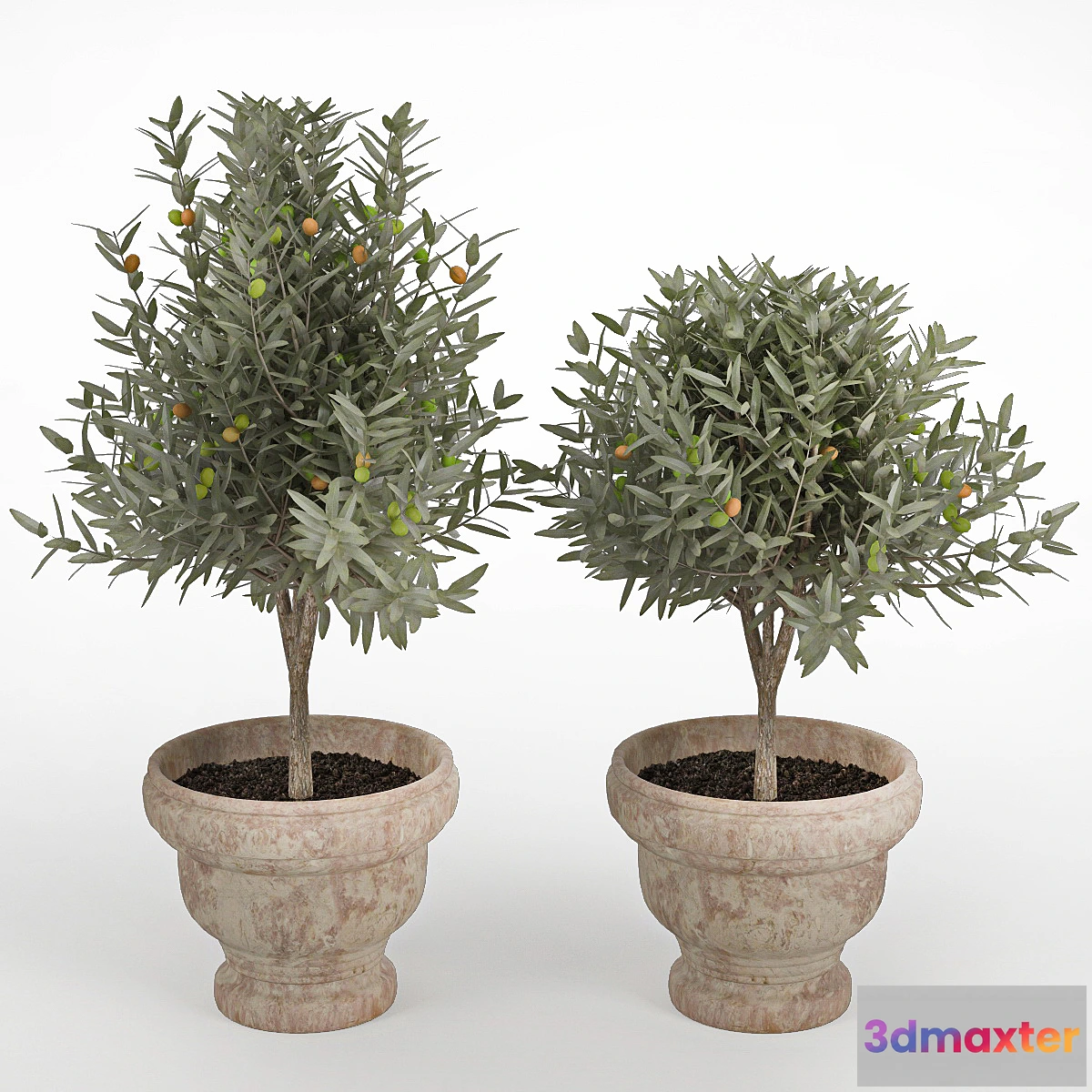 1284168 - Olive_II - No.2 3D Max