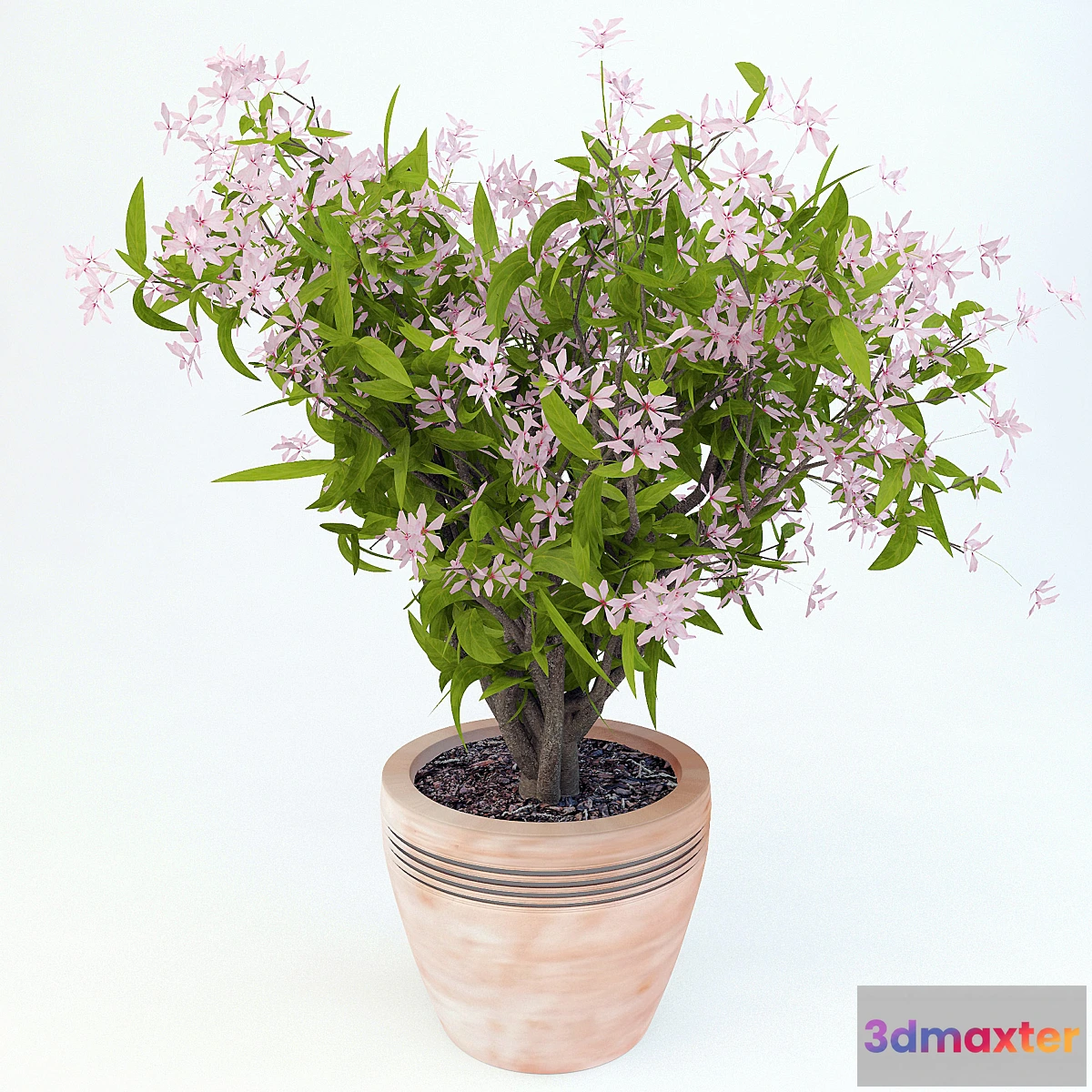 1284216 - Canadensis - No.2 3D Max