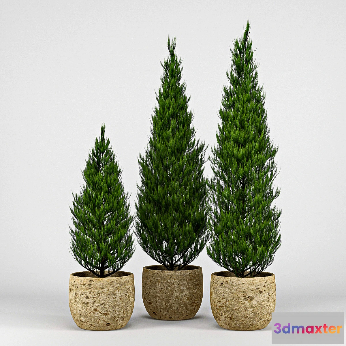 1284690 - Thuja 3D Max