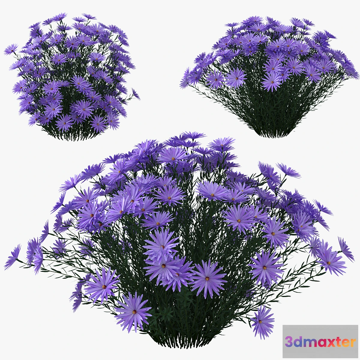 1293822 - Aster dumosus - Lady in Blue 3D Max
