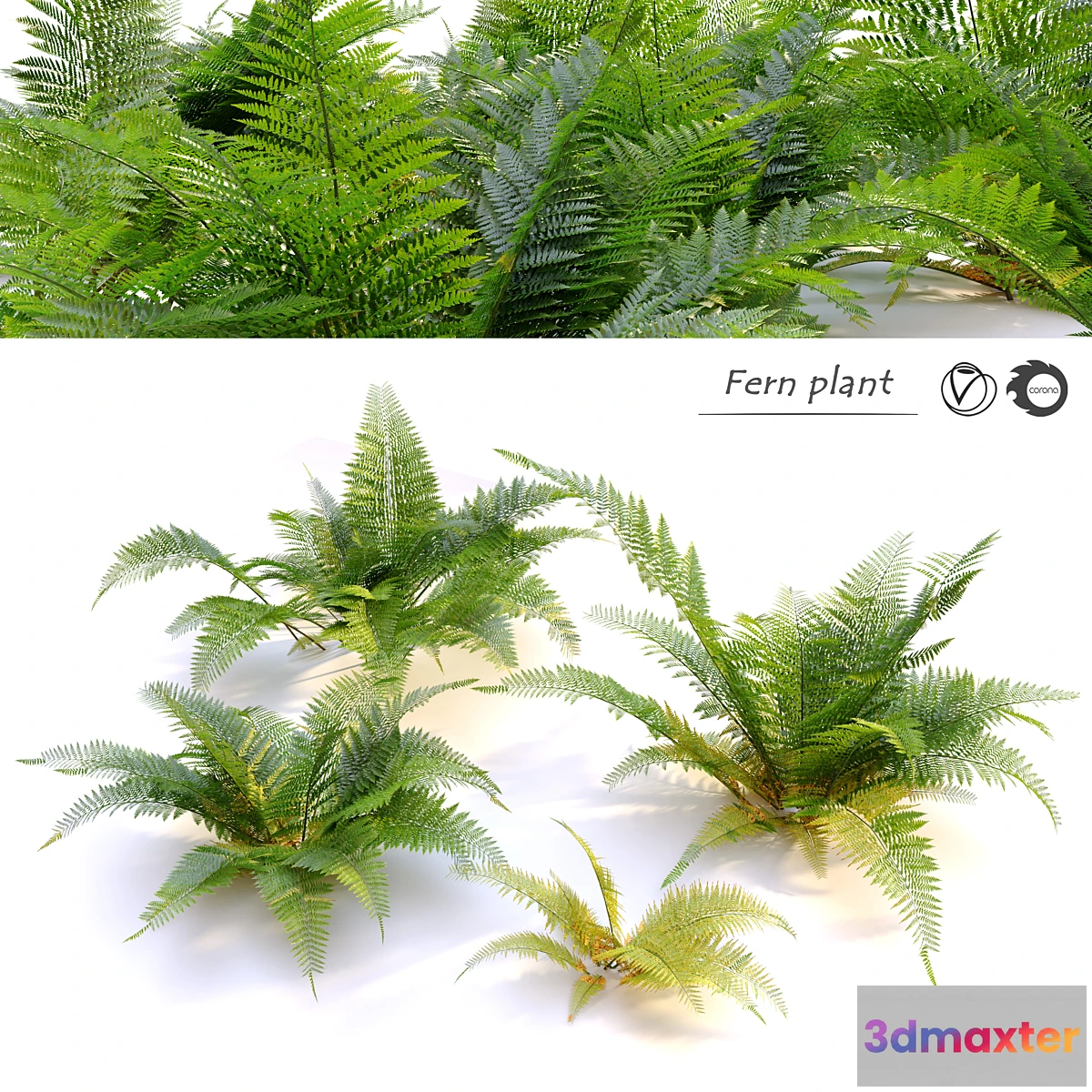 1295257 - Fern plant 3D Max