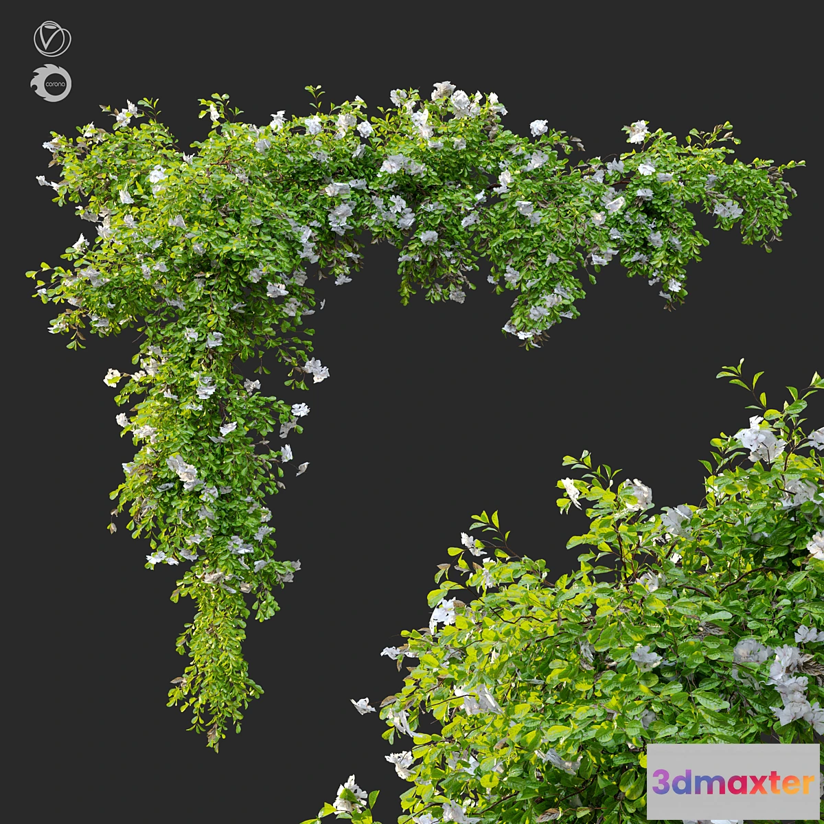 1295630 - Hanging Plant 12 3D Max