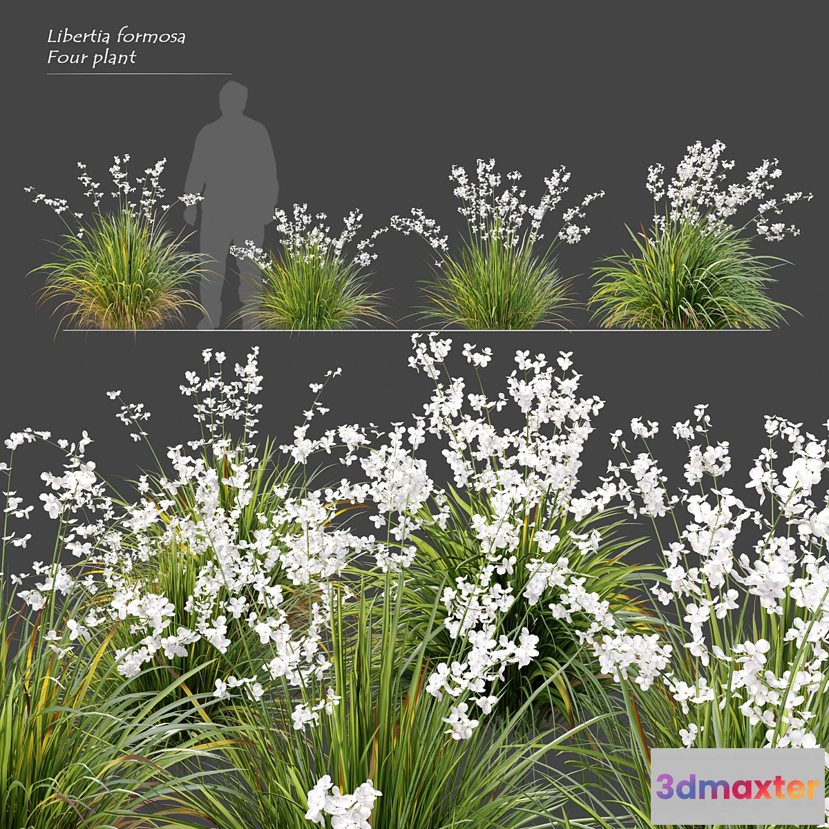 1296484 - Libertia formosa 3D Max