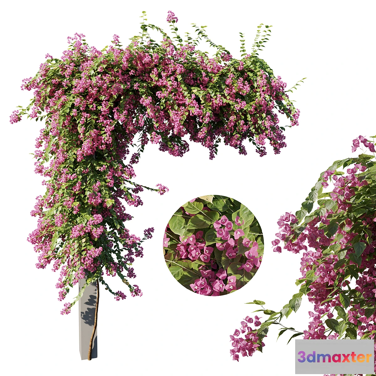 1297822 - Bougainvillea - No.2 3D Max
