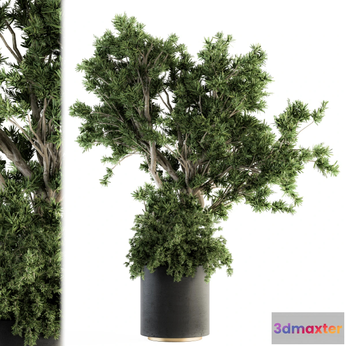 1300997 - Outdoor Plants tree in Concrete Pot - Set 130 3D Max