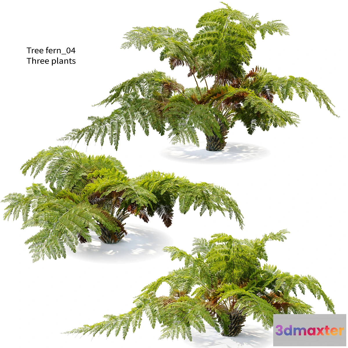 1302631 - tree fern 04 - No.2 3D Max