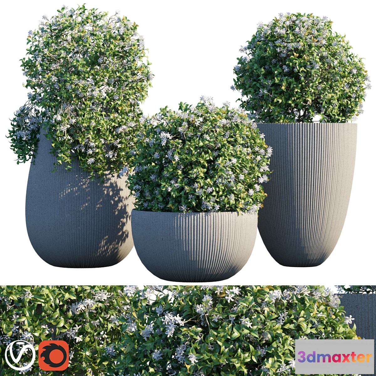 1303852 - Plant in pots # 14 Star Jasmine 3D Max