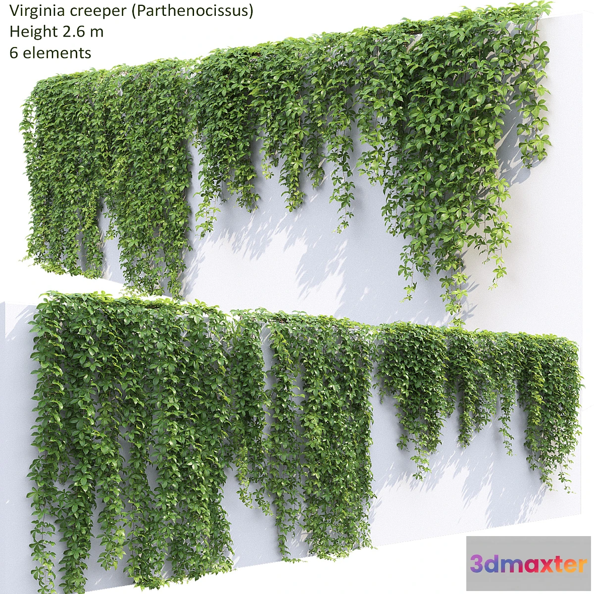 1304592 - Virginia creeper 3D Max