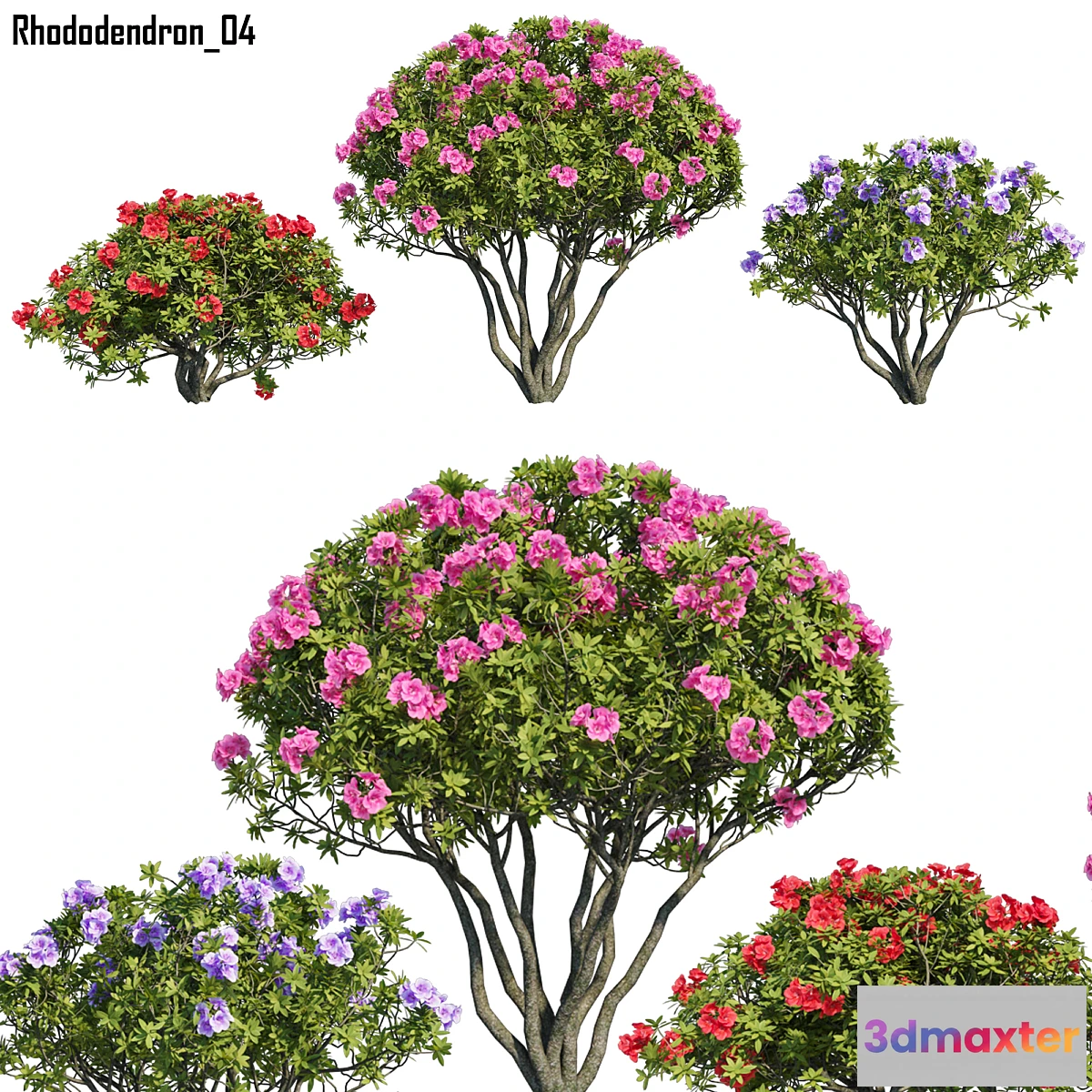 1305557 - Rhododendron 04 3D Max