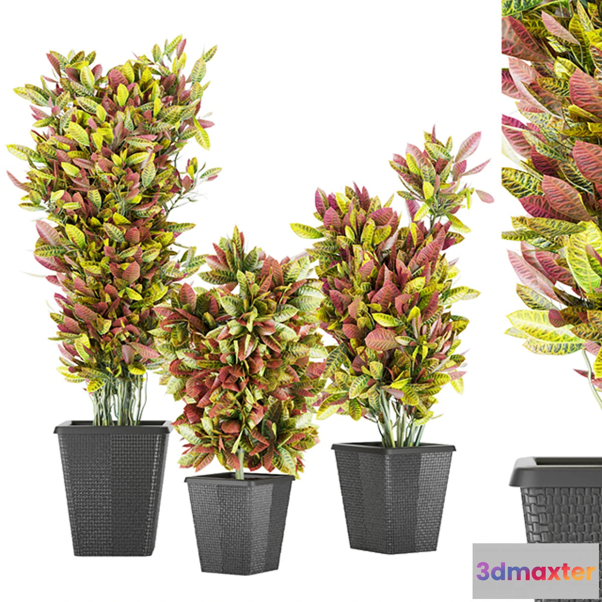 1307469 - Collection plant vol 12 3D Max