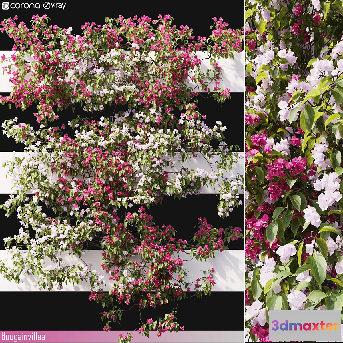1308270 - Bougainvillea 06 3D Max