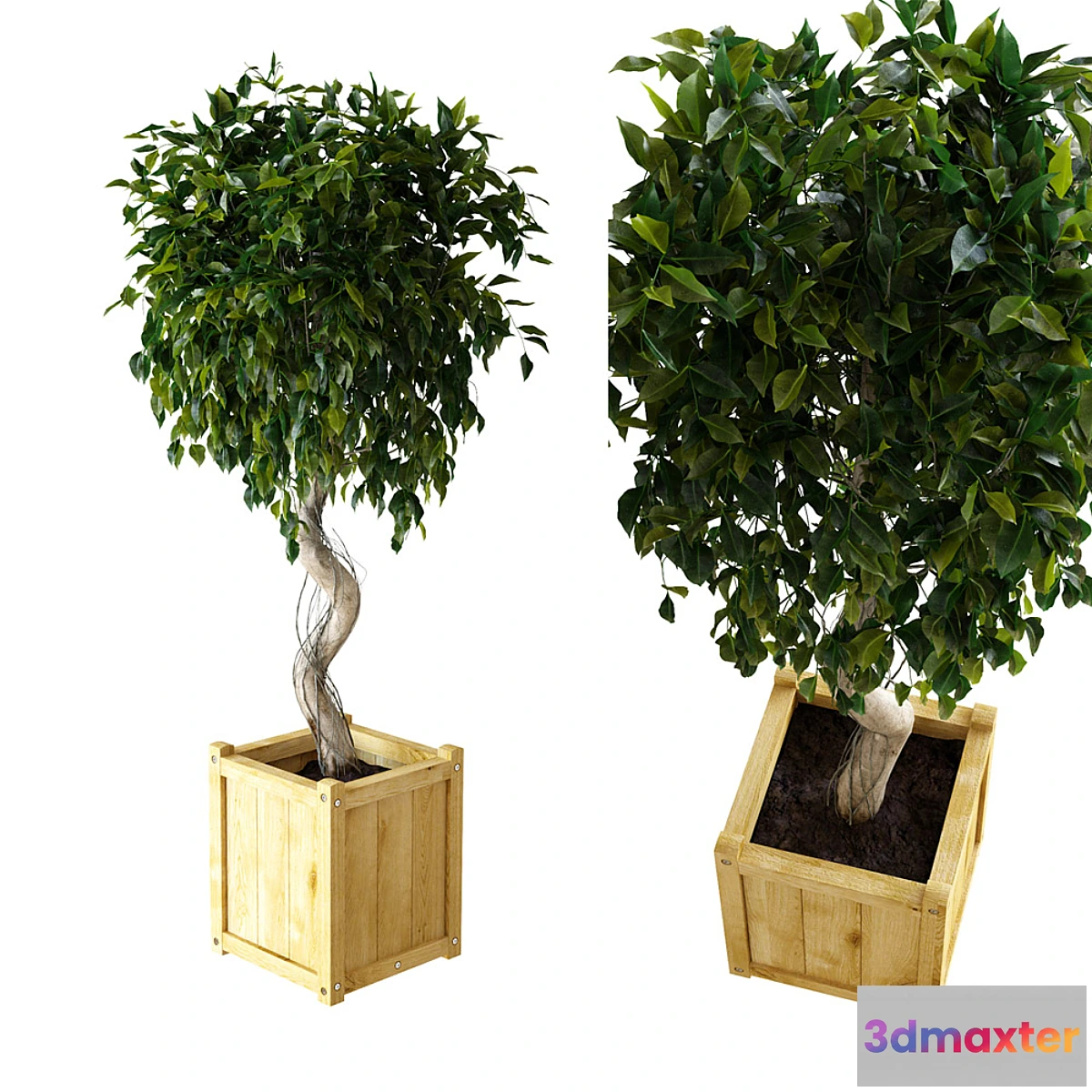 1309351 - Ficus  Benjamina 3D Max