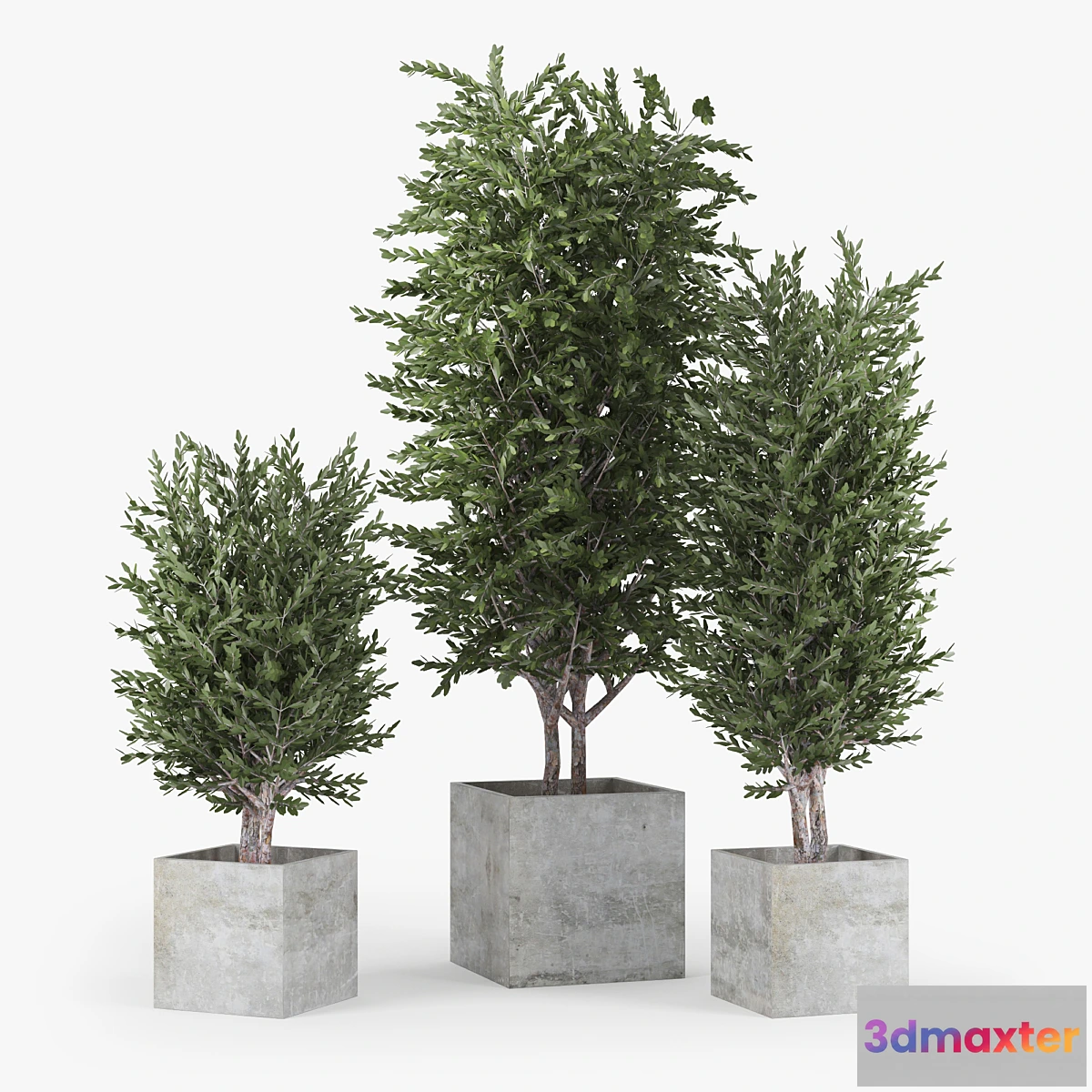 1309453 - Eucalyptus 3D Max