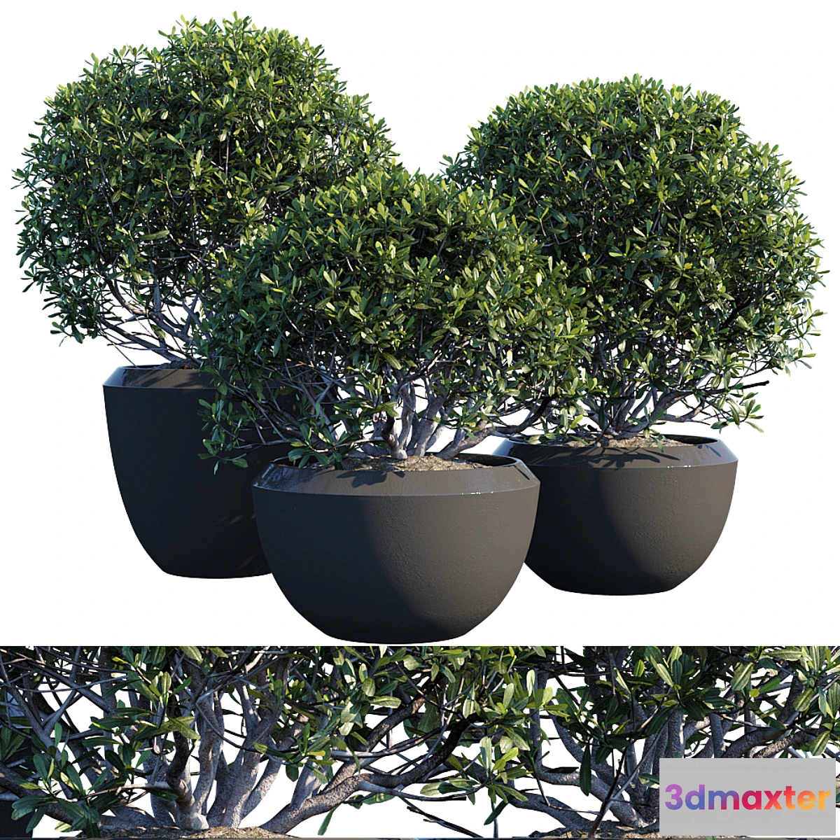 1311683 - Plant in pots 3D Max