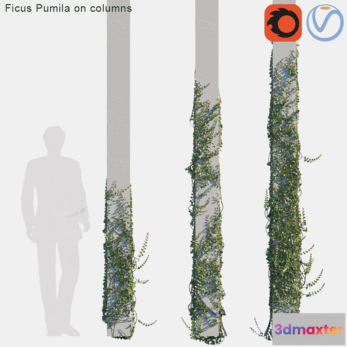 1315427 - Ficus Pumila on columns # 2 3D Max