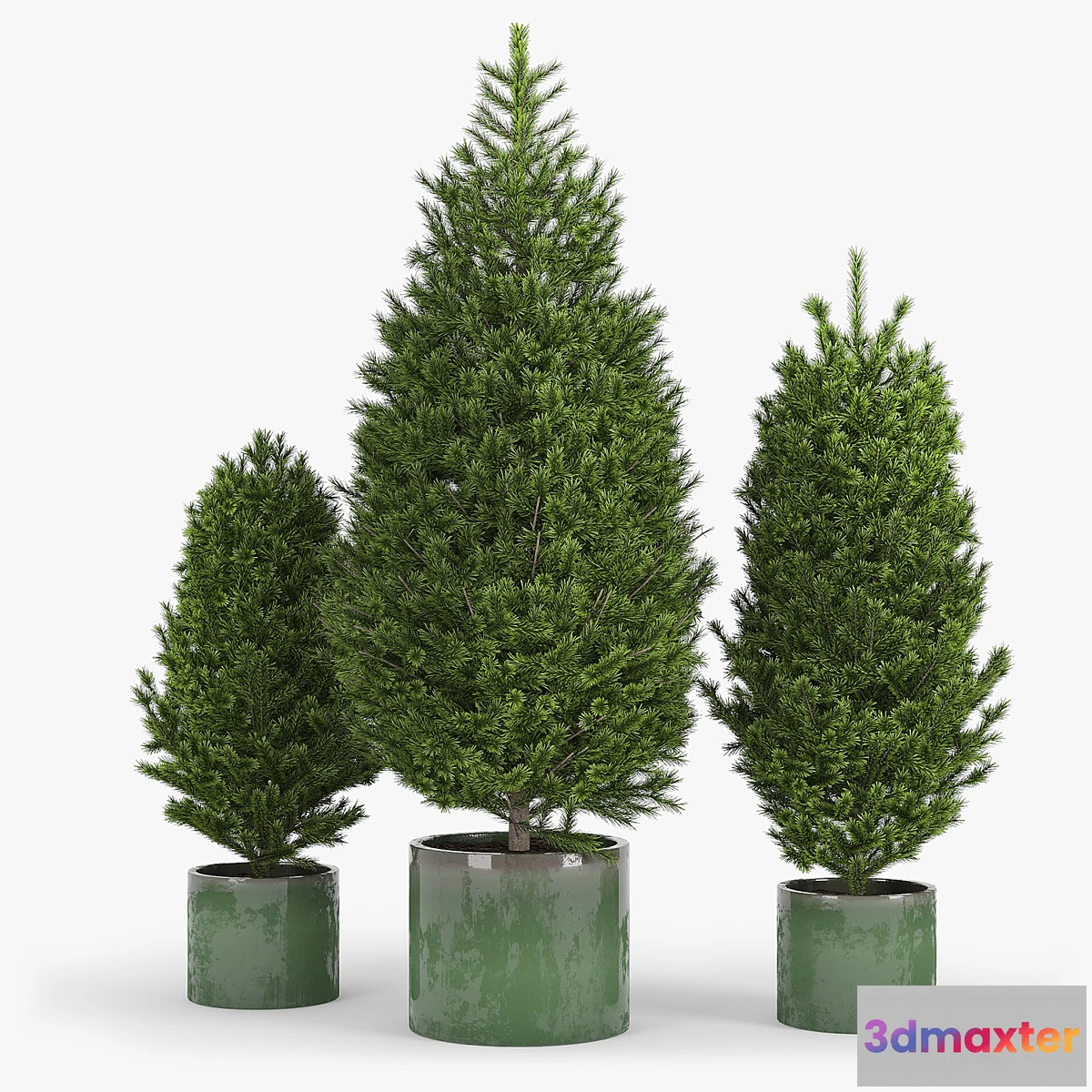 1318076 - Fir tree fir 3D Max