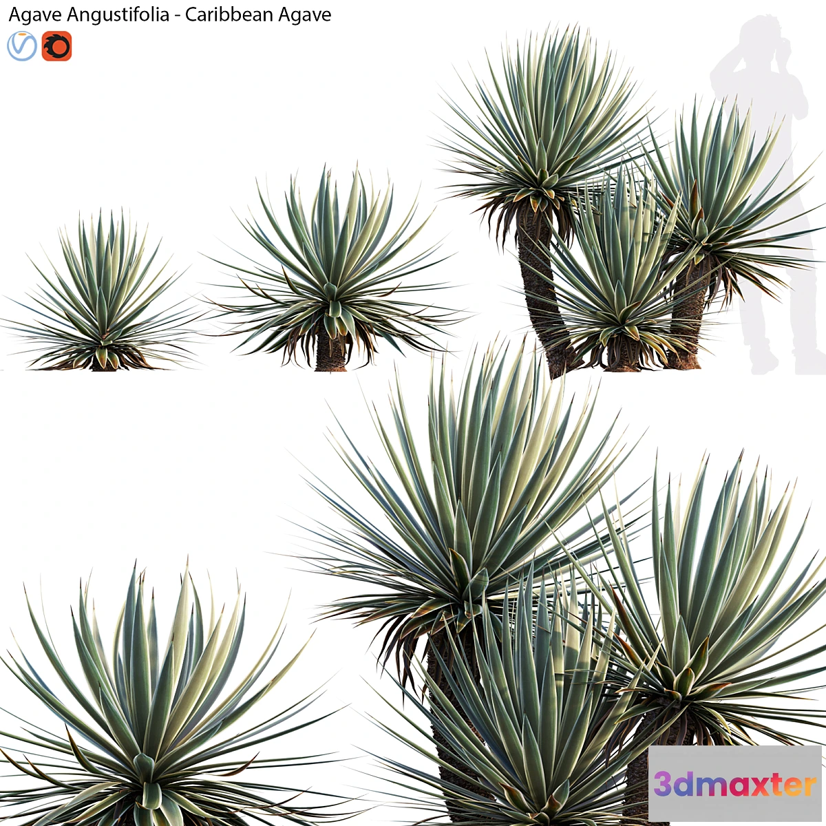 1319457 - Agave Angustifolia - Caribbean Agave - 01 3D Max