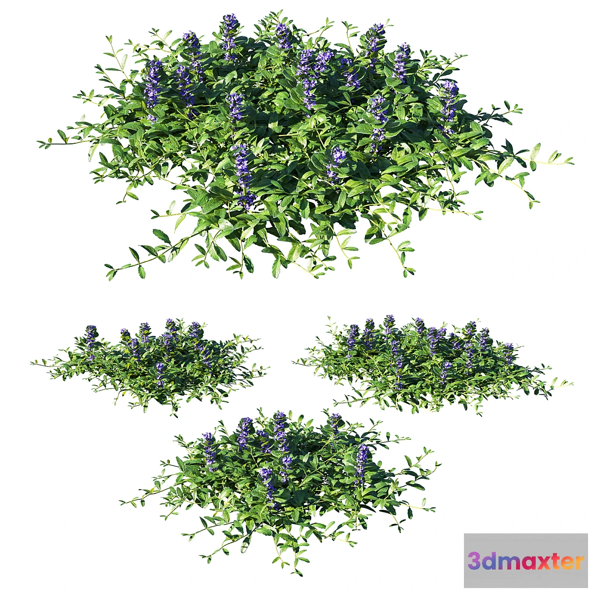 1320660 - Ajuga reptans grass 3D Max