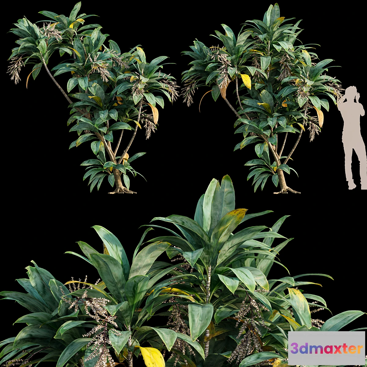 1321648 - Dracaena 01 3D Max