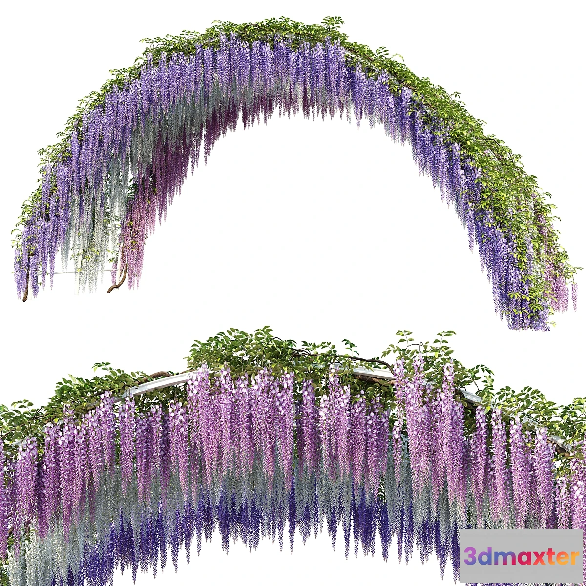 1324031 - Arch with Wisteria 3D Max