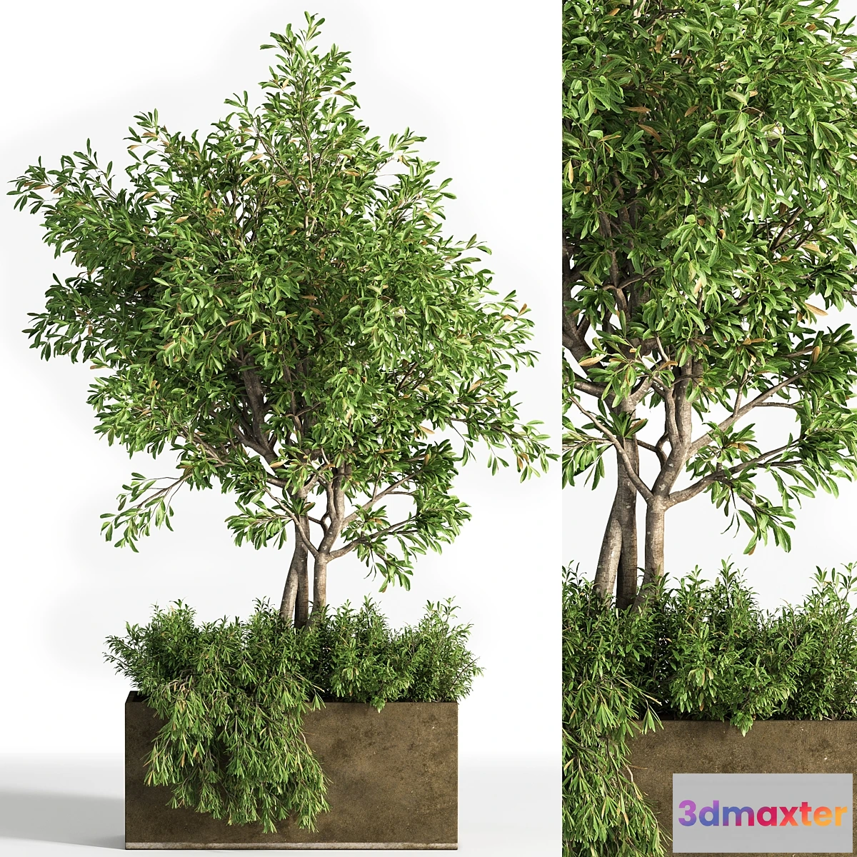 1324694 - Outdoor plants tree 13 3D Max