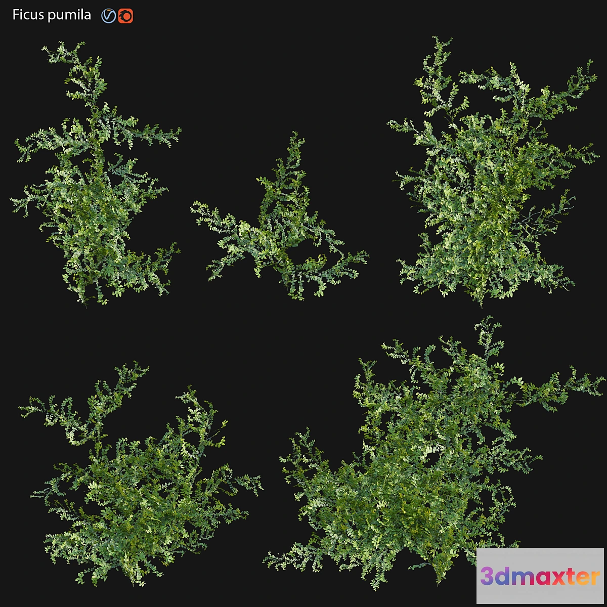 1324760 - Moraceae - Ficus pumila - No.2 3D Max