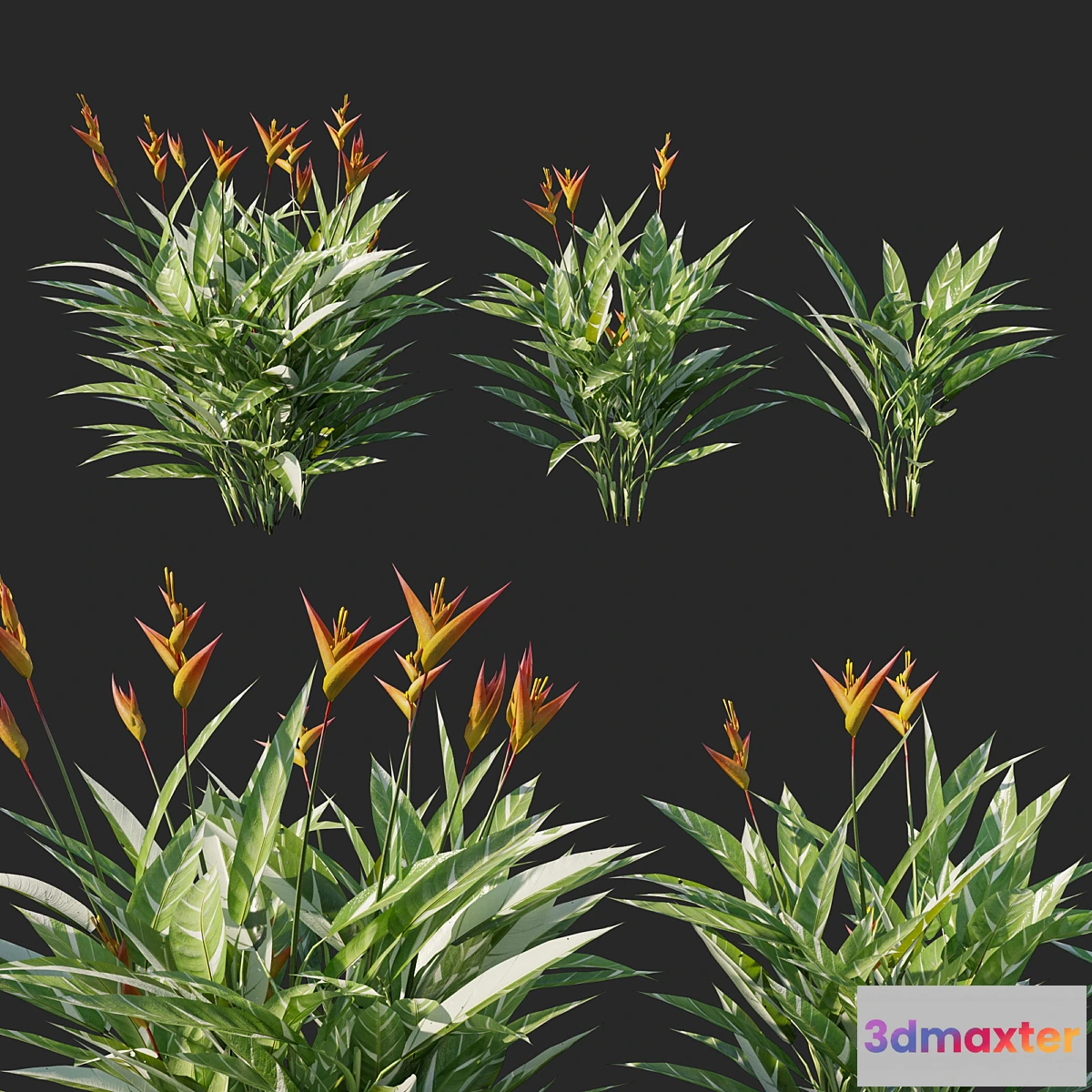 1329016 - Heliconia psittacorum variegated 02 3D Max