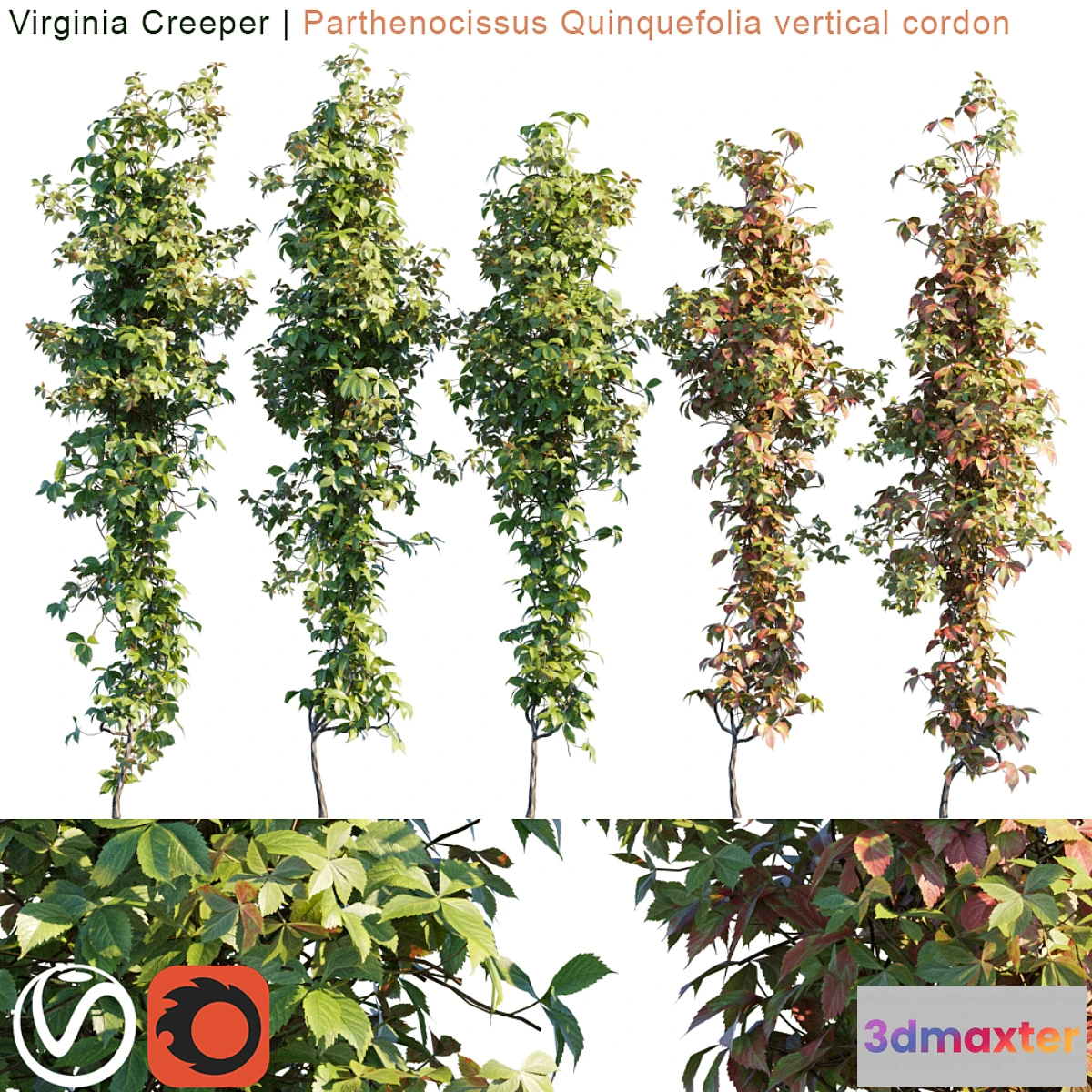 1331001 - Virginia Creeper vertical cordon 3D Max